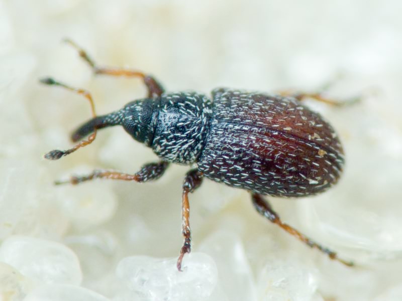 Mecinus plantaginis (Eppelsheimer, 1875)